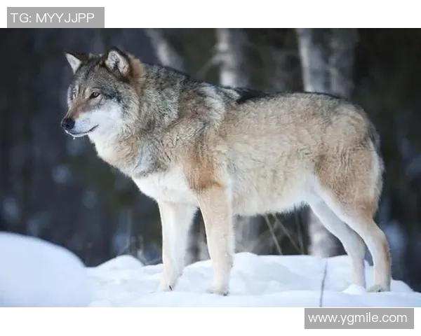 在狼群中崛起的足球明星与勇气与荣耀的传奇之路